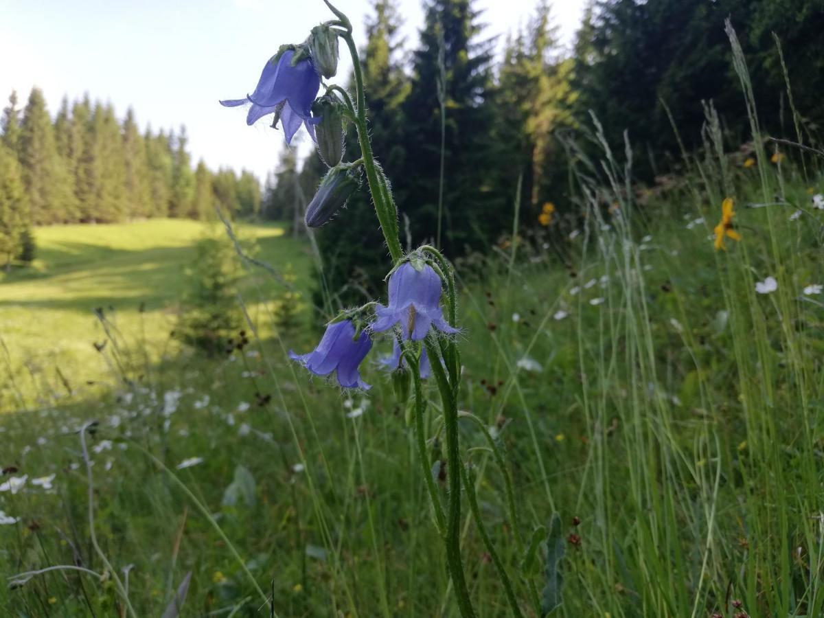 Brunarica Na Goreljeku Bohinj Luaran gambar