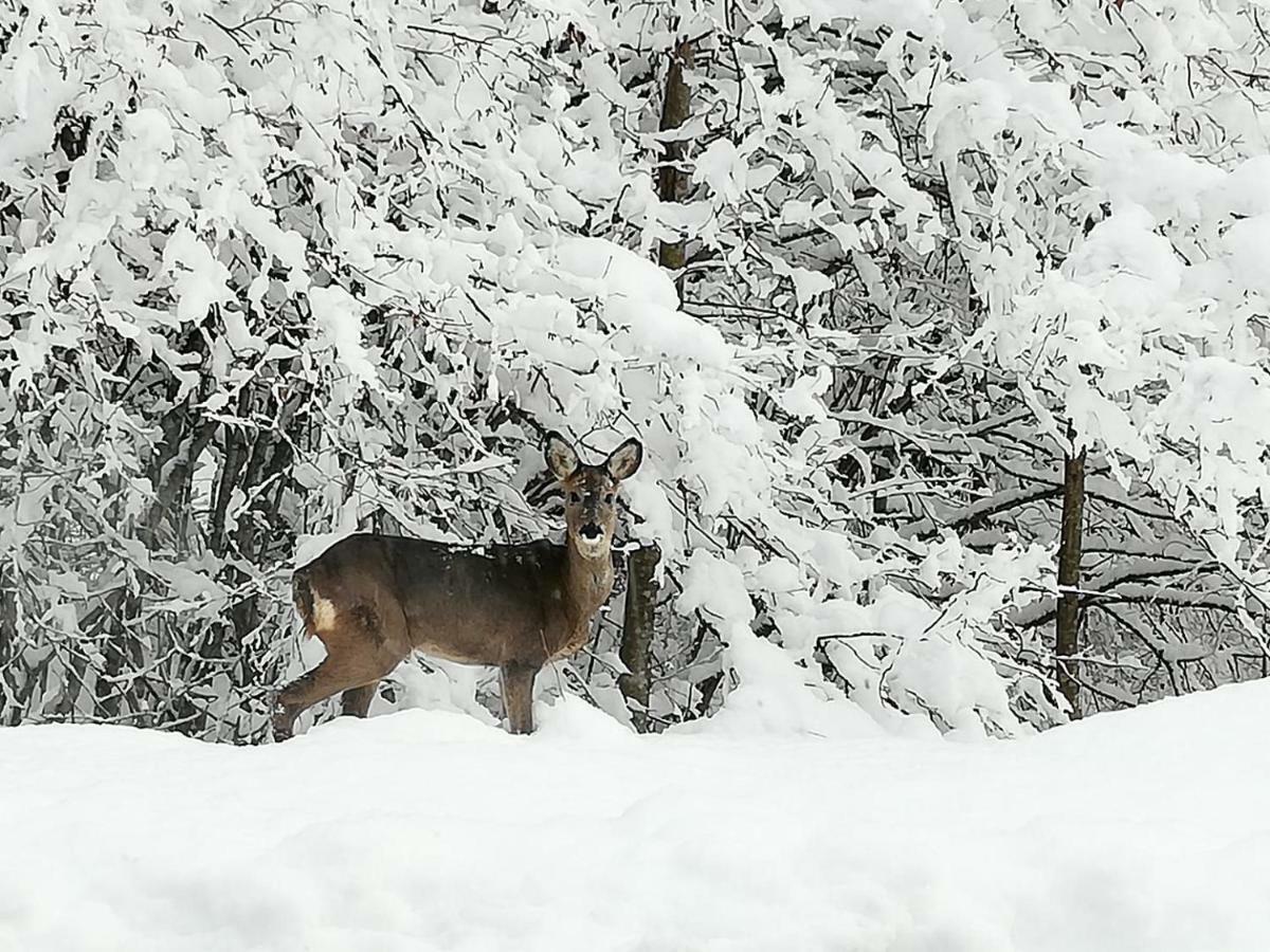 Brunarica Na Goreljeku Bohinj Luaran gambar
